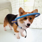 Blind Dog Safety Ring